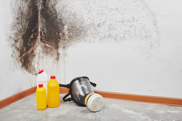 Best Black Mold Removal  in Solomons, MD