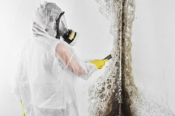 Best Certified Mold Removal  in Solomons, MD