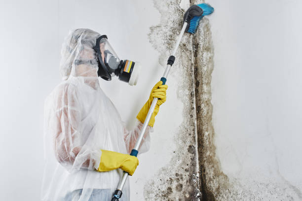 Best Crawl Space Mold Removal  in Solomons, MD