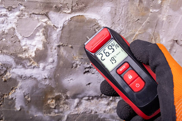 Professional Mold Removal in Solomons, MD
