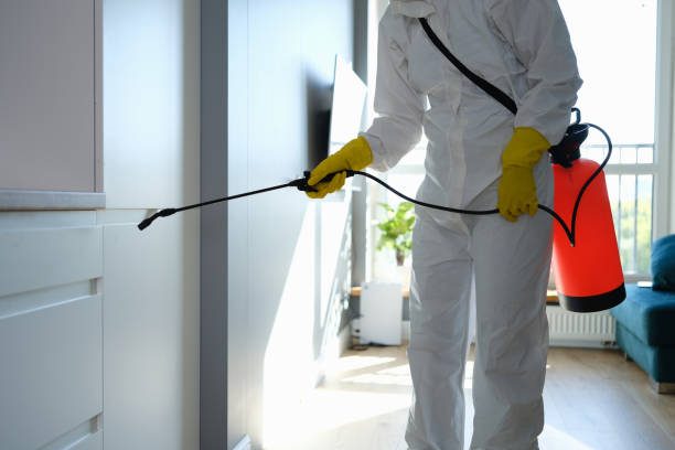 Best Attic Mold Removal  in Solomons, MD