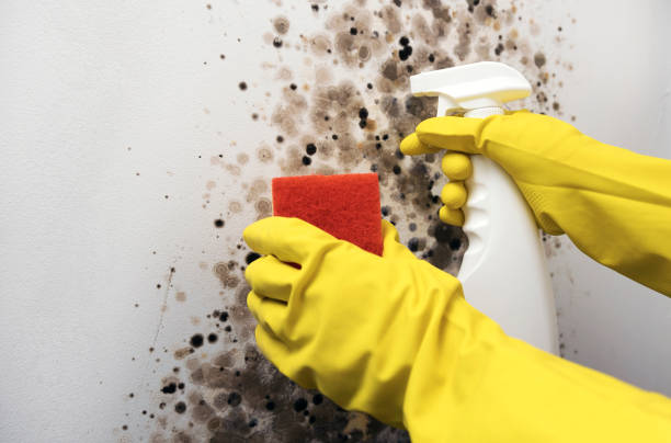 Best Certified Mold Removal  in Solomons, MD